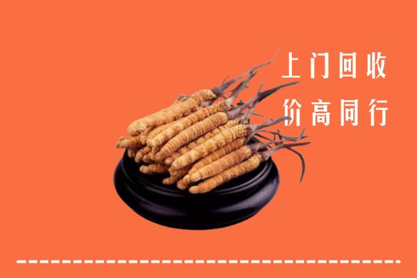 揭阳回收冬虫夏草